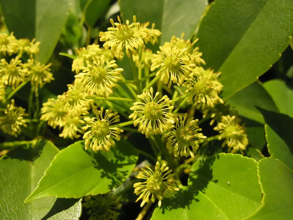Photo of Trochodendron aralioides (Trochodendron aralioidess)