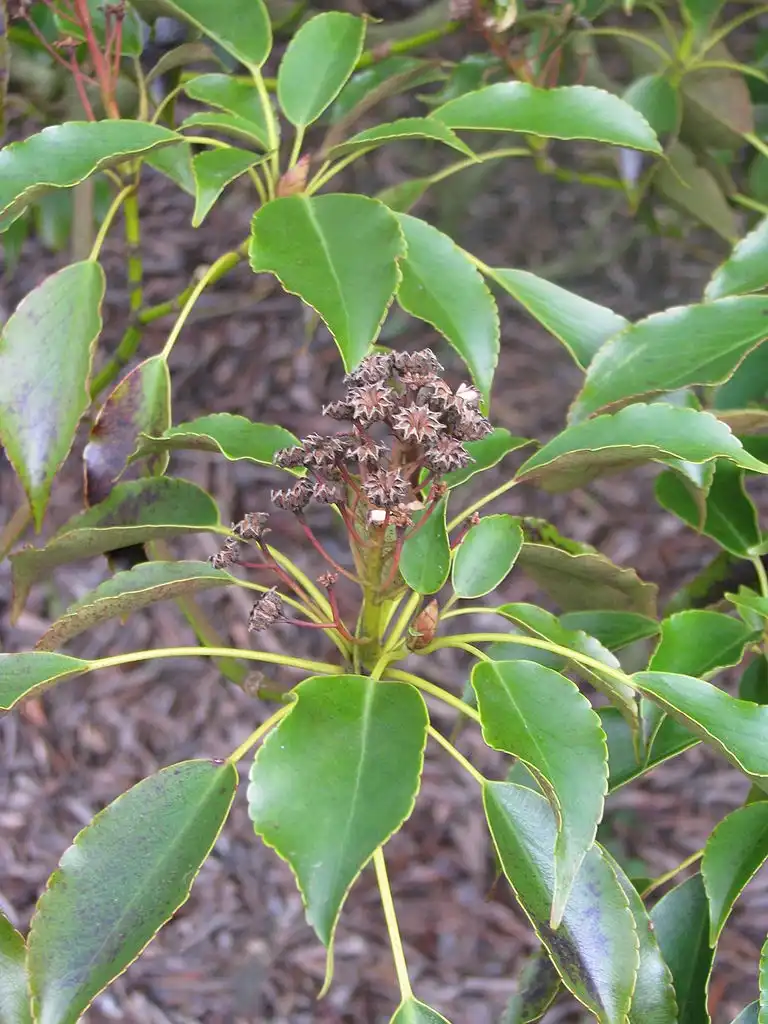 Photo of Trochodendron aralioides - Female flower:peganum