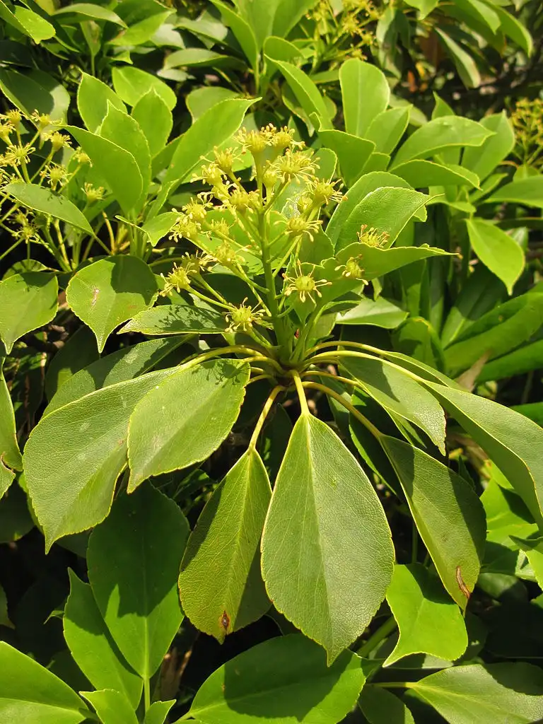 Photo of Trochodendron aralioides - Leaves and flowers:Qwert1234