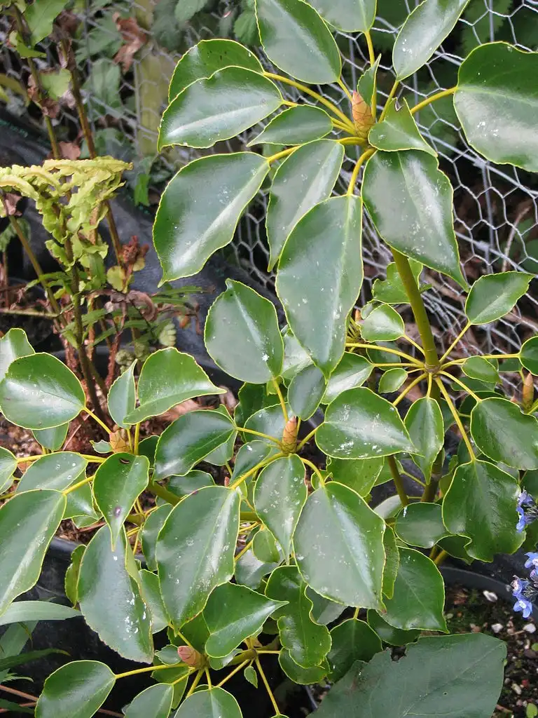 Photo of Trochodendron aralioides - Leaves in whorl:peganum
