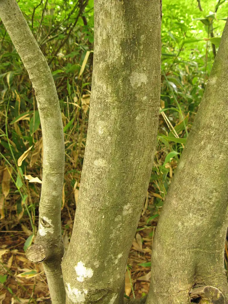 Photo of Trochodendron aralioides - Bark:Qwert1234