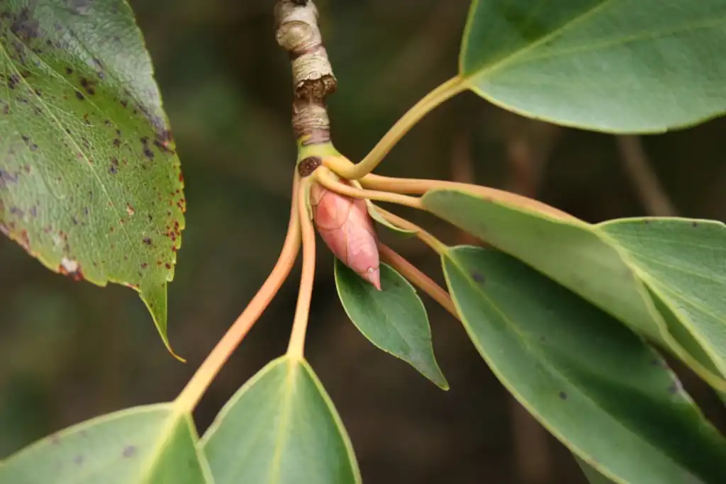 Photo of Trochodendron aralioides - Stem and buds:Sten Porse