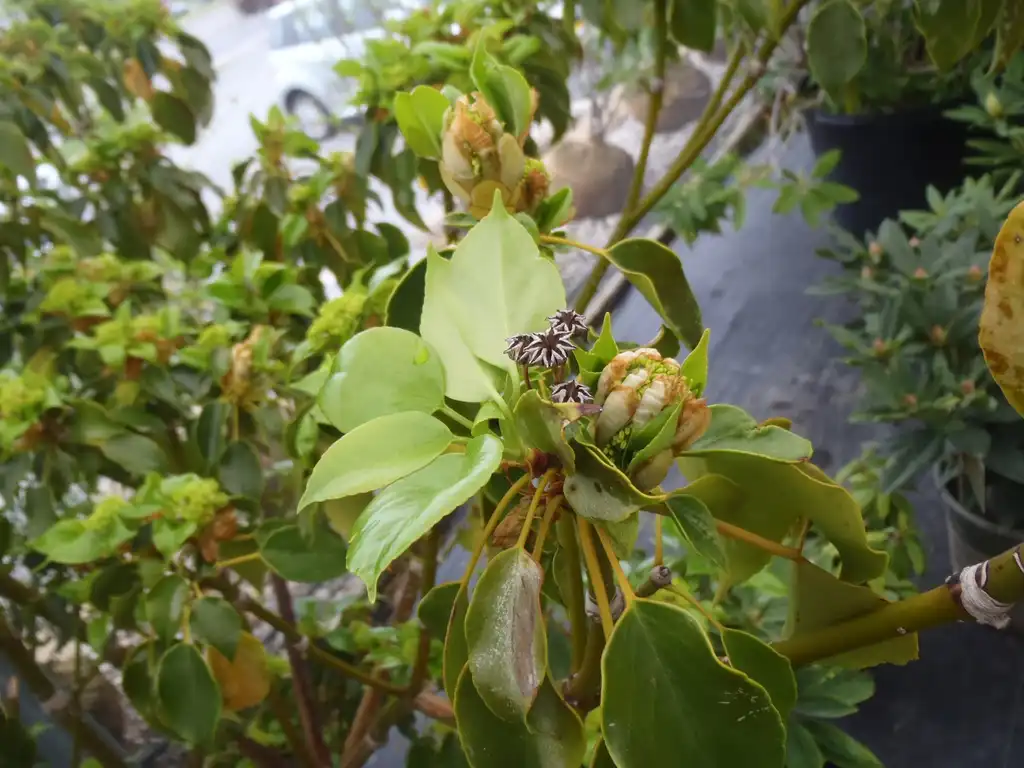 Photo of Trochodendron aralioides - Fruit and Flower:Jim Robbins