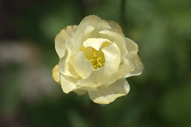 Photo of Trollius x cultorum (Trollius x cultorums)