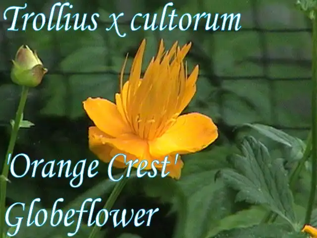 Photo of Trollius x cultorum (Trollius x cultorums)