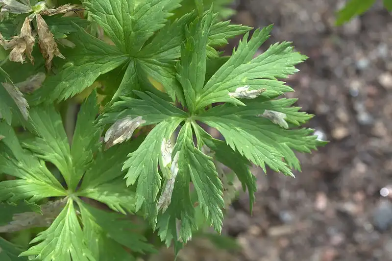 Photo of Trollius x cultorum - Foliage:Averater