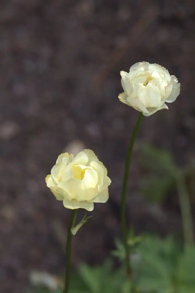 Photo of Trollius x cultorum - 'Alabaster' Flowers:Averater