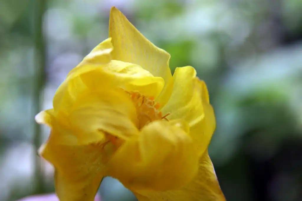 Photo of Trollius x cultorum - 'Alabaster' Flower close-up:David J. Stang