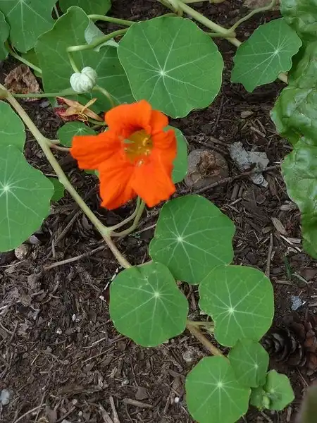 Photo of Tropaeolum majus (Tropaeolum majuss)