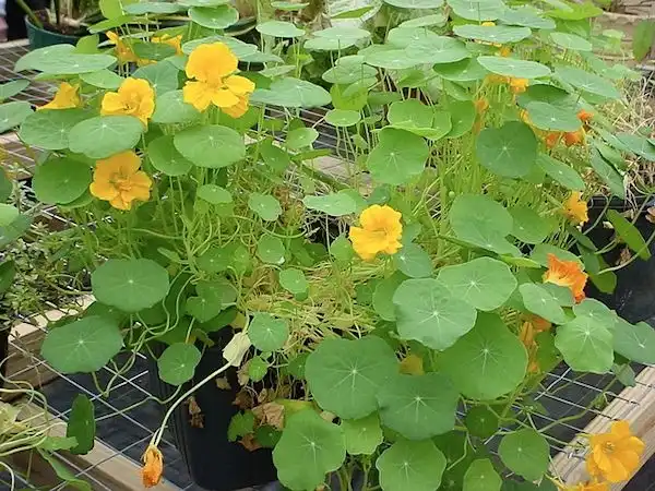 Photo of Tropaeolum majus (Tropaeolum majuss)