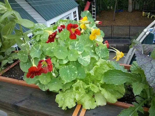 Photo of Tropaeolum majus - Plant in window box:Lucy Bradley