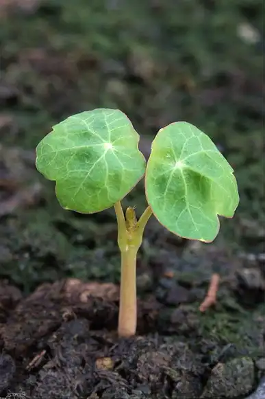 Photo of Tropaeolum majus - Tropaeolum majus:Eran Finkle