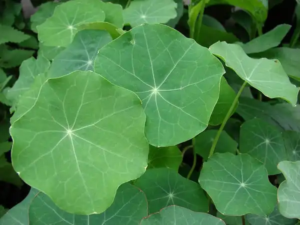 Photo of Tropaeolum majus - Tropaeolum majus:Forest and Kim Starr