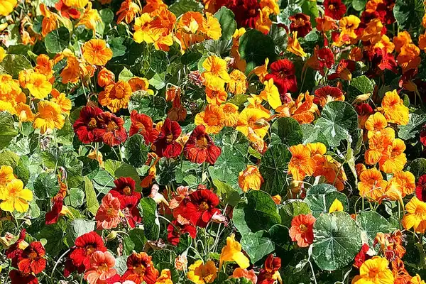 Photo of Tropaeolum majus - Tropaeolum majus "o capuchina":Manuel