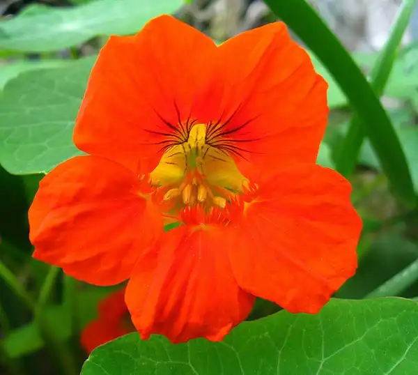 Photo of Tropaeolum majus - Tropaeolum majus:Sebastian Dario