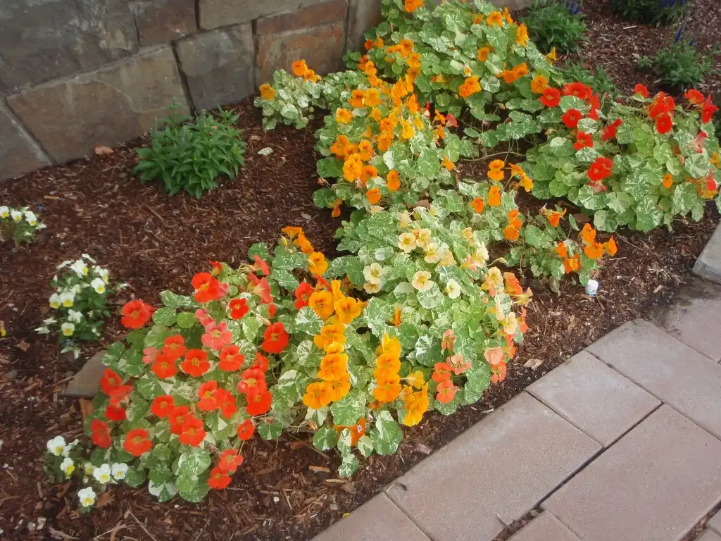 Photo of Tropaeolum majus - Nasturtium Leaf and Flower:Jim Robbins