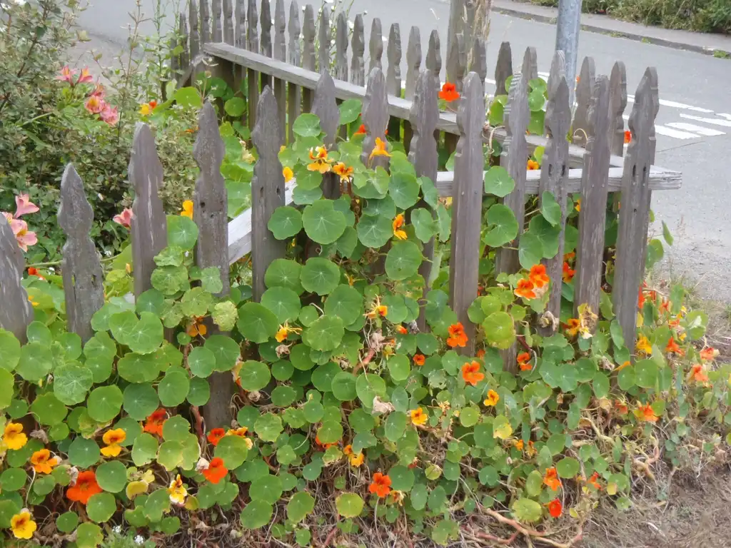 Photo of Tropaeolum majus - Flower Form:Jim Robbins