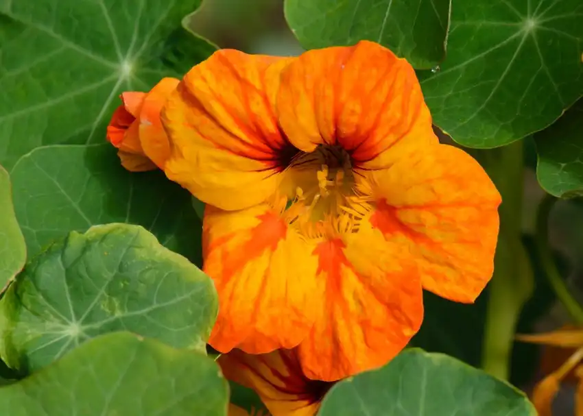 Foto de Tropaeolum (Tropaeolums)