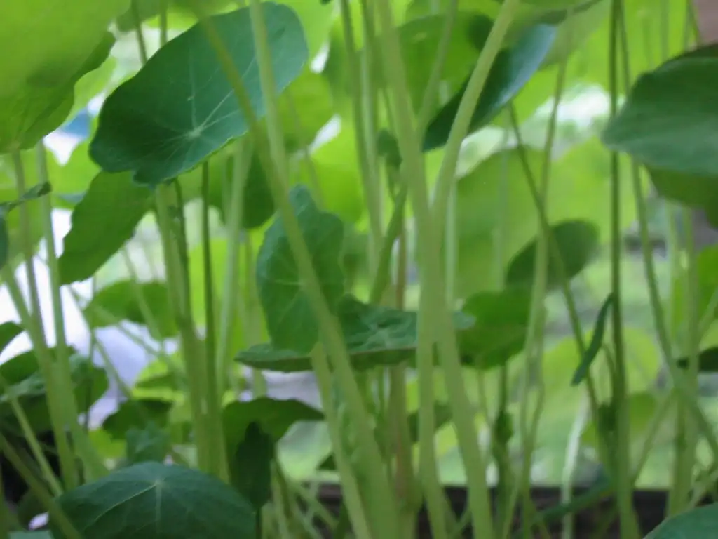 Foto de Tropaeolum (Tropaeolums)