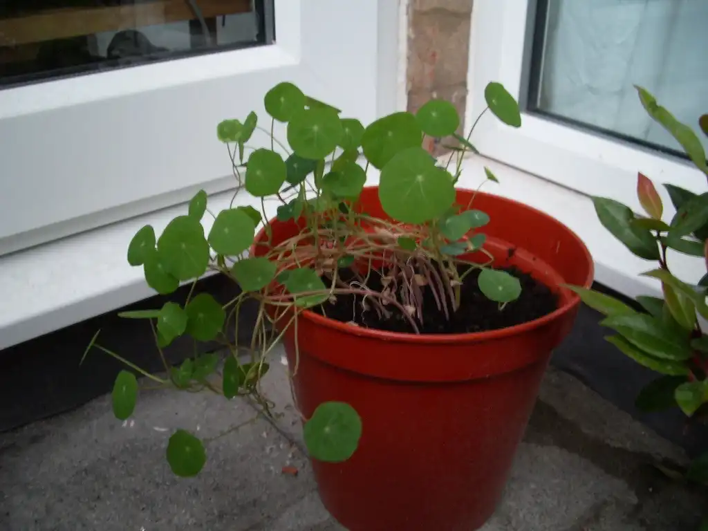 Foto de Tropaeolum - Potted:Aimee Rivers
