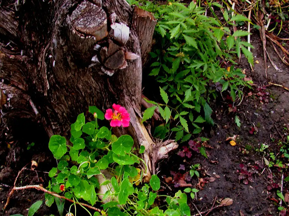 Foto de Tropaeolum - Habit:Sheila Steele