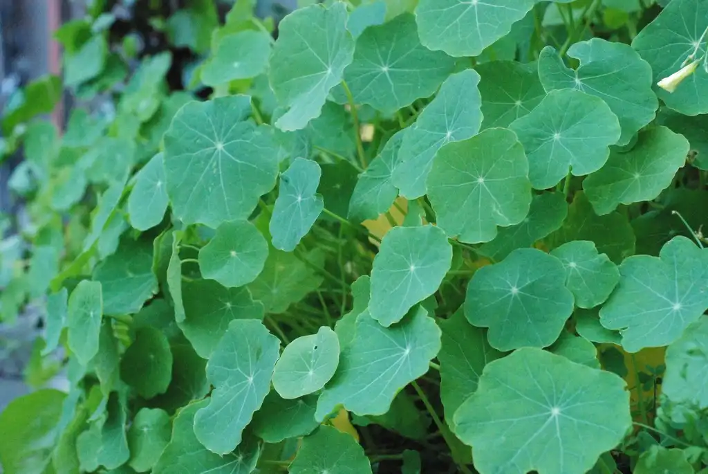Foto de Tropaeolum - Foliage:Ian McKellar