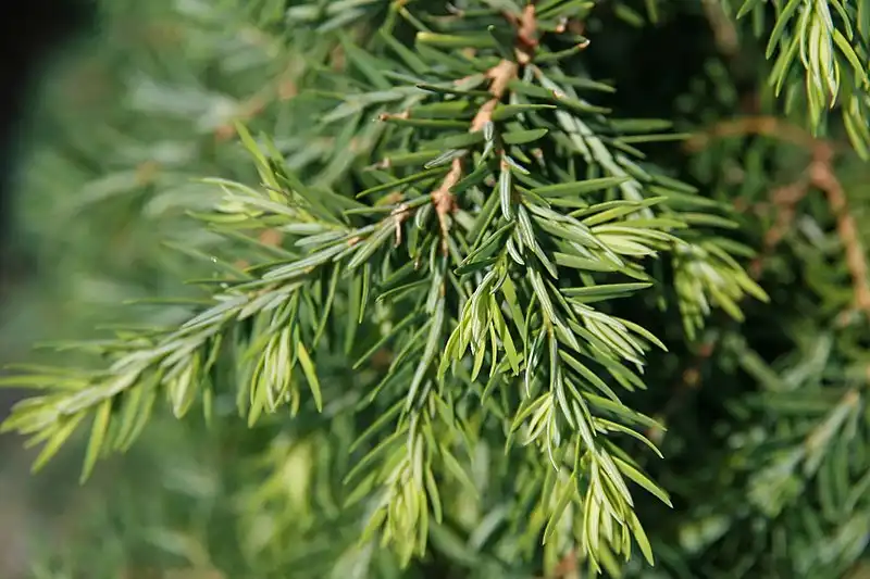 Фото Tsuga canadensis 'Jeddeloh' (Tsuga canadensis 'Jeddeloh's)