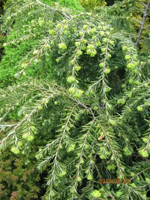 Фото Tsuga canadensis 'Jeddeloh' (Tsuga canadensis 'Jeddeloh's)