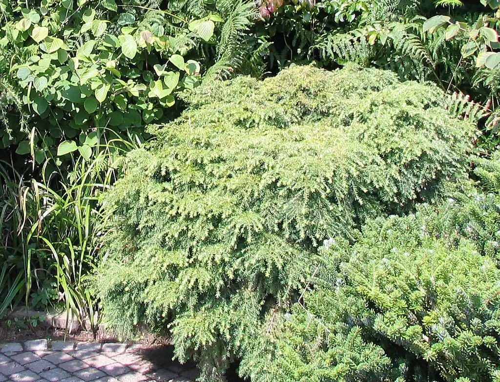 Фото Tsuga canadensis 'Jeddeloh' - Full form:Gmihail at Serbian Wikipedia