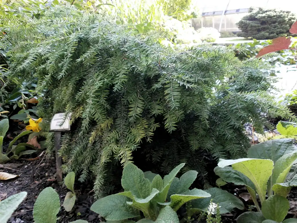 Фото Tsuga canadensis 'Jeddeloh' - form:Yera
