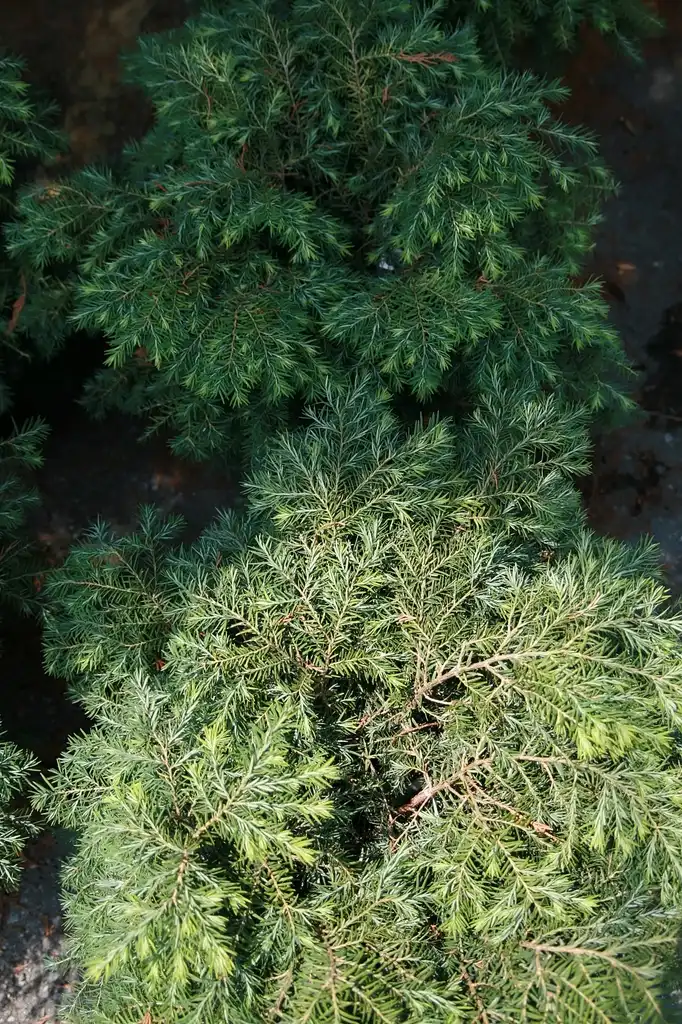 Фото Tsuga canadensis 'Jeddeloh' - Tree:David J. Stang