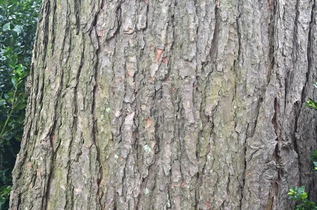 Foto de Tsuga canadensis (Tsuga canadensiss)
