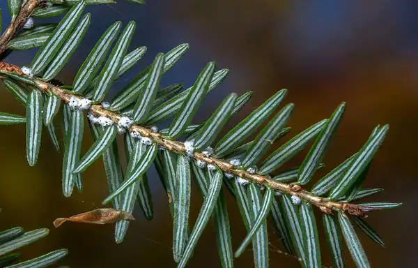 Foto de Tsuga canadensis (Tsuga canadensiss)
