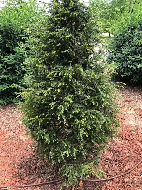 Foto de Tsuga canadensis - Young plant (April); can be seen at the Michael McCarthy Memorial Garden, Concord, NC:Mark Robinson