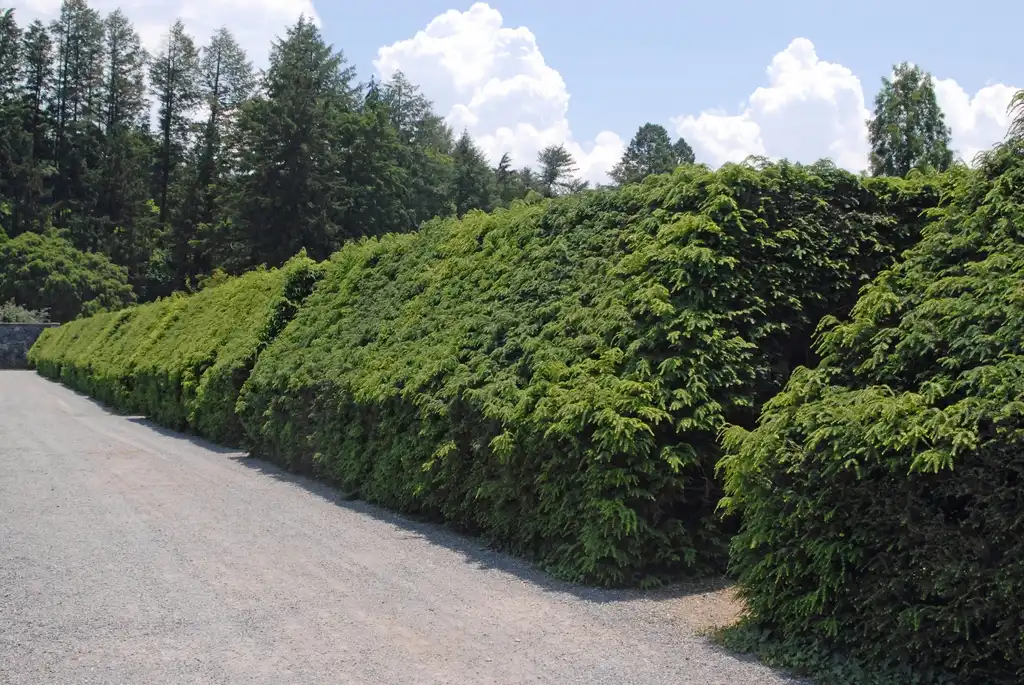 Foto de Tsuga canadensis - Hedge (Biltmoe, NC):Jim Robbins