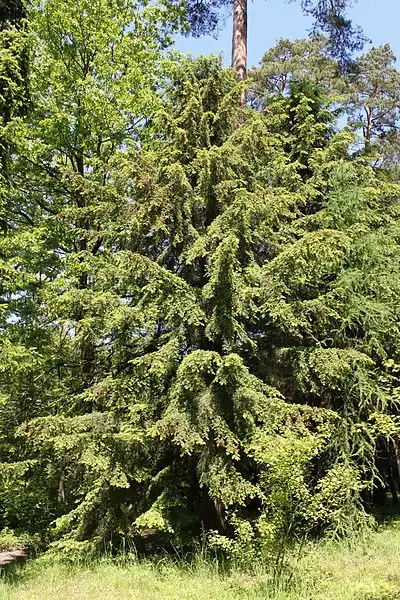 Foto de Tsuga caroliniana (Tsuga carolinianas)