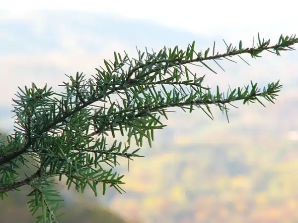 Foto de Tsuga caroliniana (Tsuga carolinianas)
