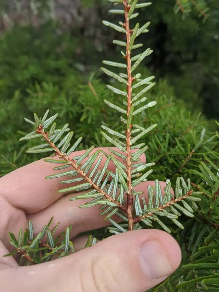 Foto de Tsuga caroliniana - Underside of leaf:Nate Martineau
