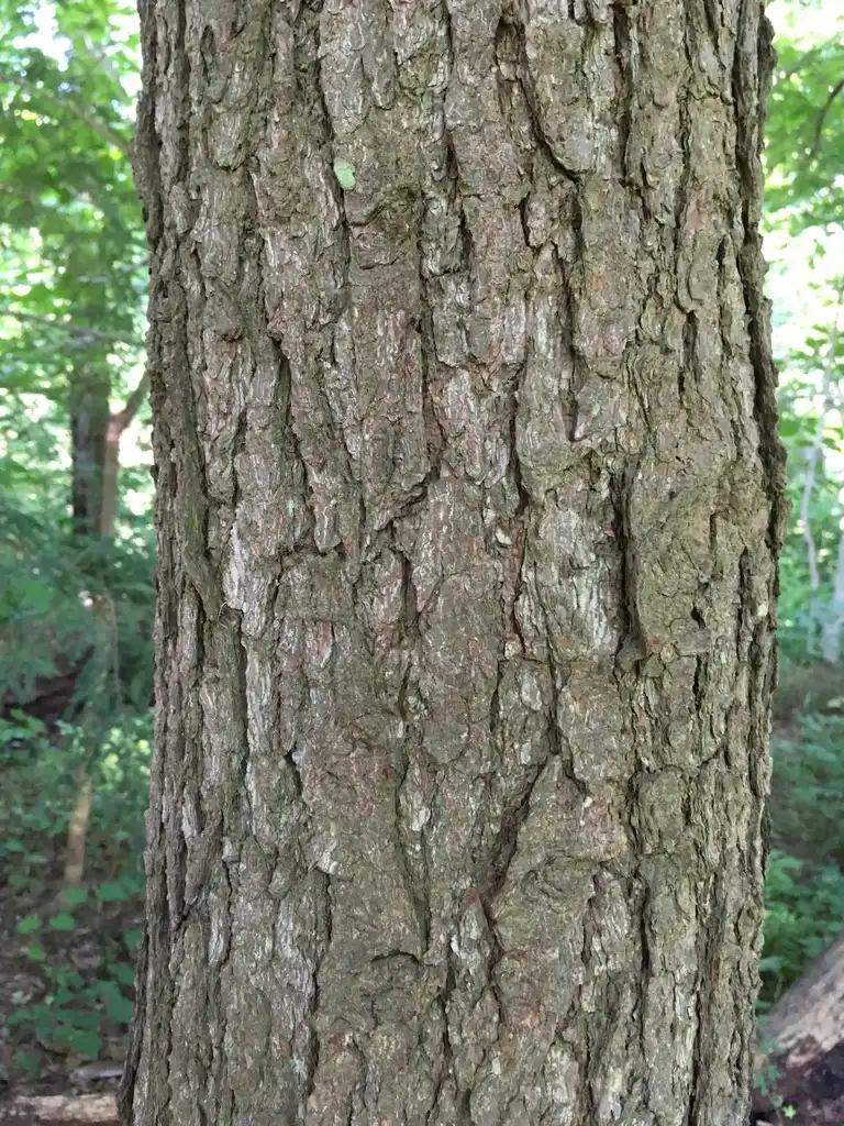 Foto de Tsuga caroliniana - Bark:jackollis