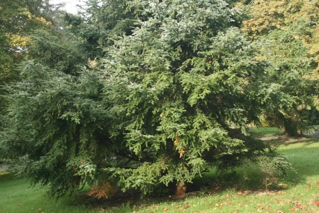 Photo of Tsuga sieboldii (Tsuga sieboldiis)