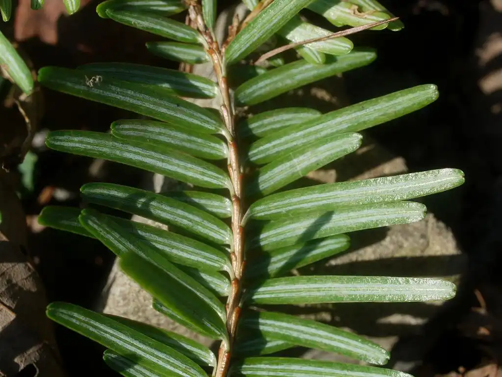 Photo of Tsuga sieboldii (Tsuga sieboldiis)