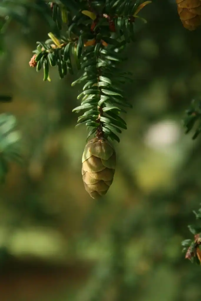 Photo of Tsuga sieboldii - Seed cone:Sten Porse