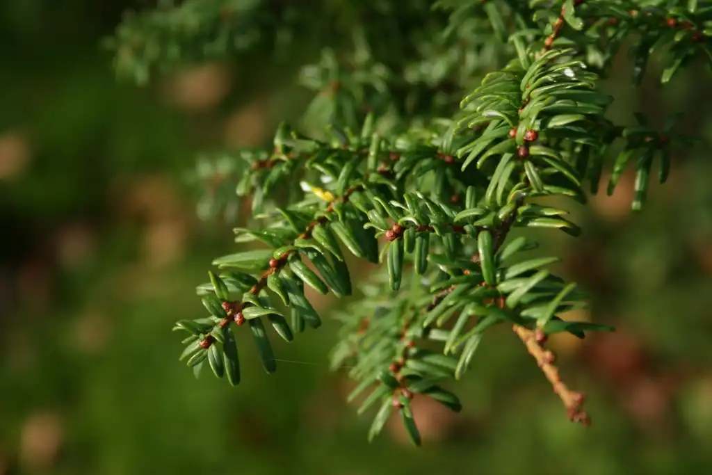Photo of Tsuga sieboldii - Leaves and buds:Sten Porse