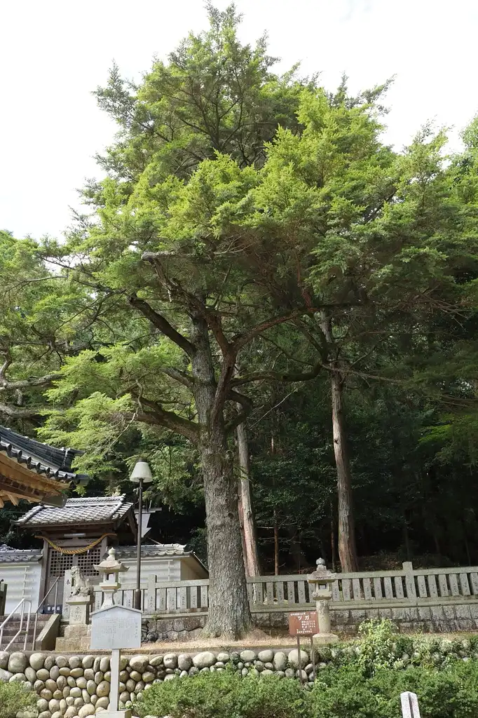 Photo of Tsuga sieboldii - Growth habit:Tomio344456