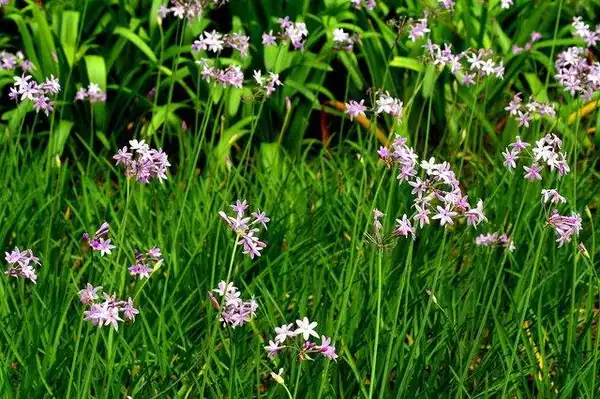 Photo of Tulbaghia violacea (Tulbaghia violaceas)