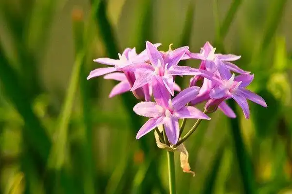 Photo of Tulbaghia violacea (Tulbaghia violaceas)