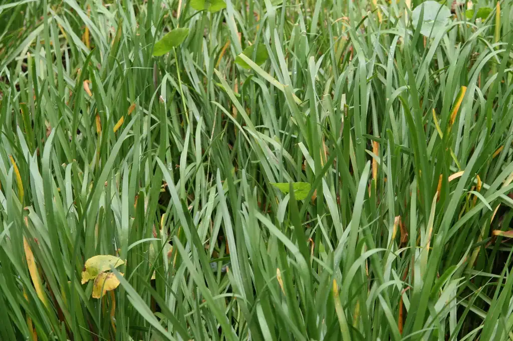 Photo of Tulbaghia violacea - Leaves:David J. Stang