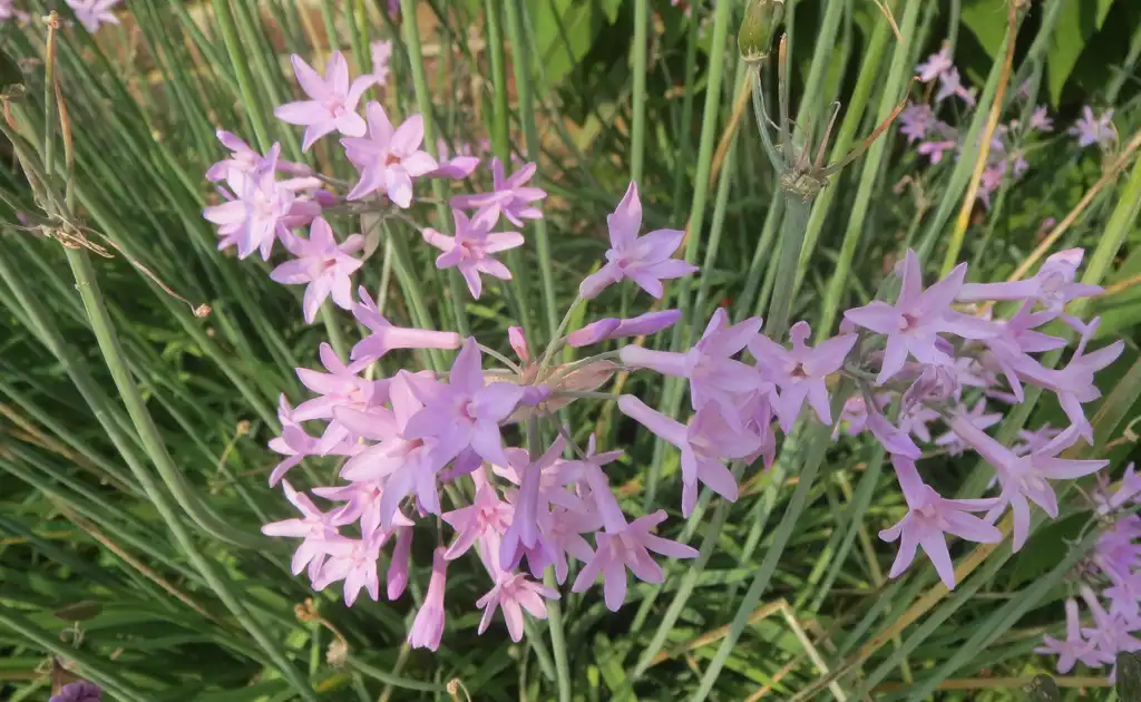 Photo of Tulbaghia violacea - Flower and stem:David Short