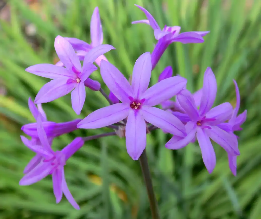 Photo of Tulbaghia violacea - Flower detail:Krzysztof Ziarnek, Kenraiz