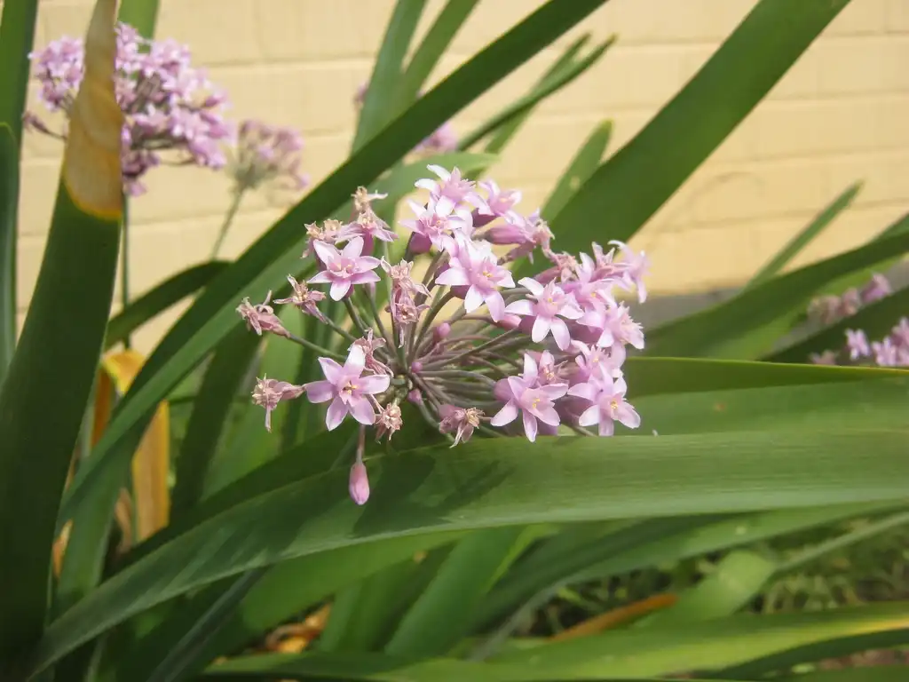 Photo of Tulbaghia violacea - Flower and leaves:Boudica Africana